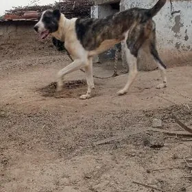 Собака алабай смешанный с волк