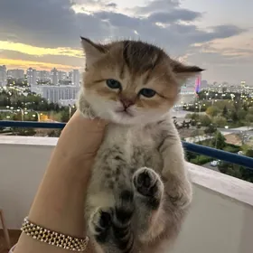 шатландски котёнок шиншилла