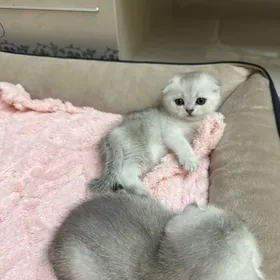 шатландски шыншылла сербристая