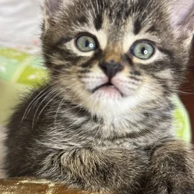 Домашние животные