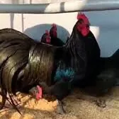 Awstralorp. Австралорп