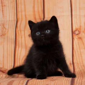 Котёнок,,Мишка"