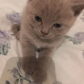 Šatlaniskiy pisijekler