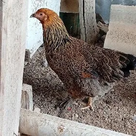 brama balgar towuklar