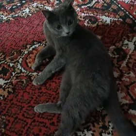 британская кошка