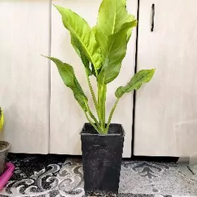 Аглонема Фридман