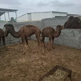 овшык сатлык бар