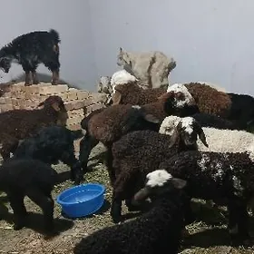 owlak guzy tokgul berre