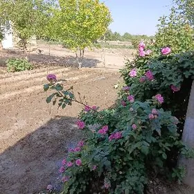 сатлик жай жай