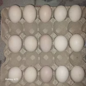 Gigant yumurtgalar !!!