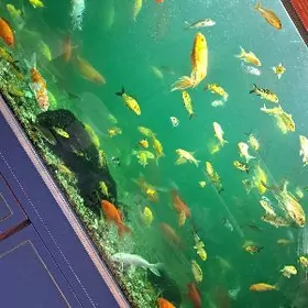 в зоо магазин