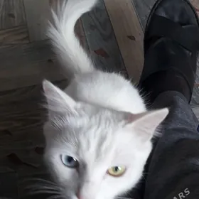 белая разноглазая