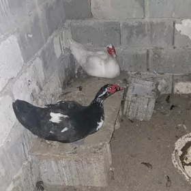 erkek ordek indawutga