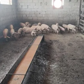 донуз  жожик