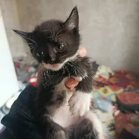 Отдам котят в хорошие руки