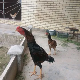 Bayes Horaz ak guyruk.