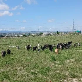 dog erkecler gysyr geciler