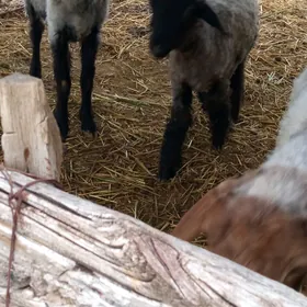 Gapyda bakyly guzly goýun.