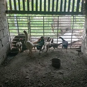 байсовый.  товук