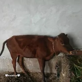 сатлык унажын!