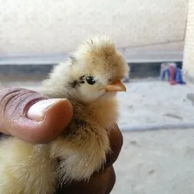 бройлар жуже