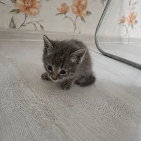 pisik pişik котёнок