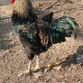 gigant gara şazada horaz