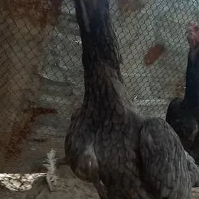 САМАРКАНТ ЖУЖЕ