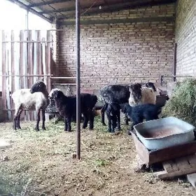 Guzyly Goýunlar Saýlama 4 sany