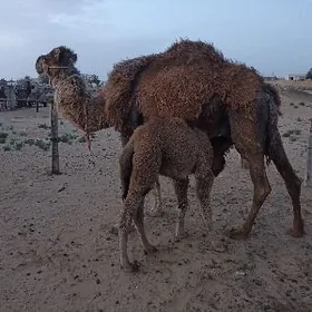 köşekli düýe köşekli düýe