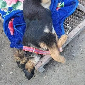 Полу Авчарка