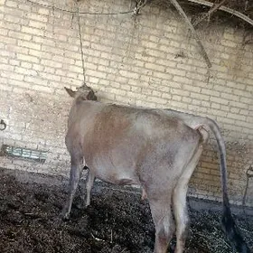 шивет голели сыгыр