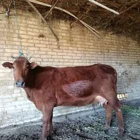 голели сыгыр