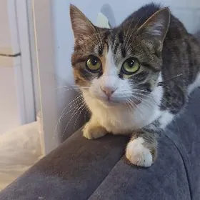 домашняя кошка