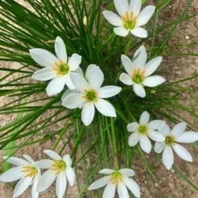 Зефирантес ком растение