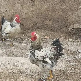 Brama horaz yaşajyk