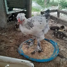 Balgar horaz jüýje