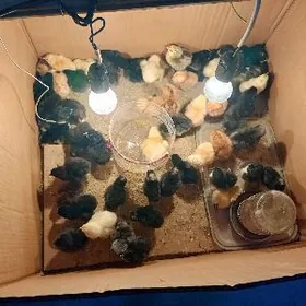 товук жуйже