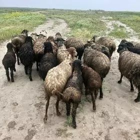 Guzuly goyun owlokly geci