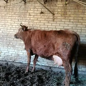 голели сыгыр