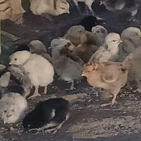 Тазе чыкан пародный товук жуй