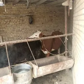 окуз биринжи карын богаз унажы