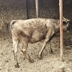 shwet arginal unajyn