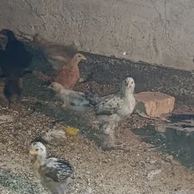 balakly juje 2aylykdan gecen