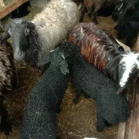 Guzuly goyun owlakly geci dog