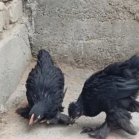 BALGAR BRAMA TOWYK JÜJE