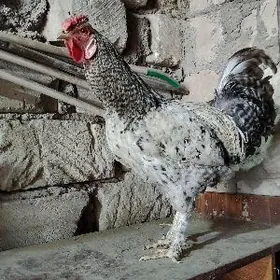 Хороз доминант