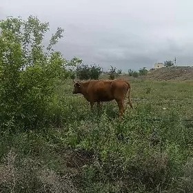 6 aýlyk bogaz sygyr