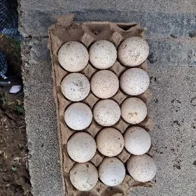 Индюк юмуртгасы