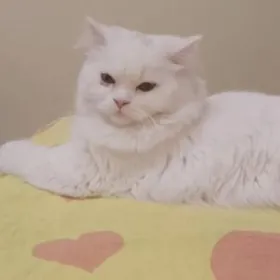 Продаеца Шатланка